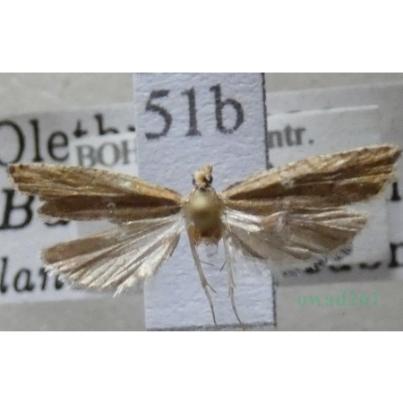 Bactra lancealana (Hübner, 1799) Czech51b